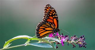 Butterflies: Superheroes Of Nature