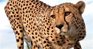Cheetah Diaries, The (Series 4)