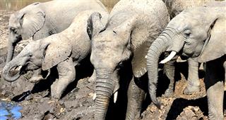 Dangerous Trails: Elephants In The Minefield