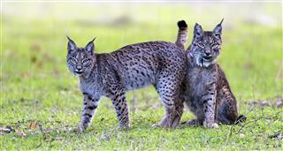 Dehesa - Forest Of The Iberian Lynx