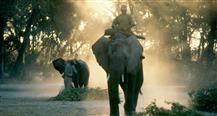 Elephant Orphans