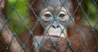 Eyes Of The Orangutan