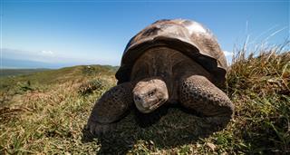 Galapagos: Hope For The Future