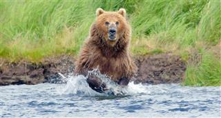 Giant Bears of Alaska, The