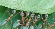 Green Tree Ants: Friend Or Foe?