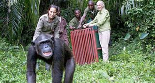 Jane Goodall's Chimps of Tchimpounga