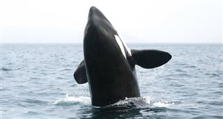 Killer Whales: Fins Of Change