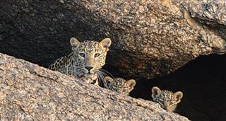 Leopard Rocks, The
