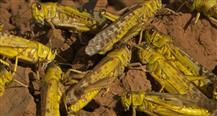 Locust Invasion