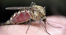 Malaria, The Serial Killer