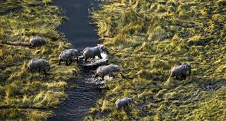Okavango: River Of Dreams