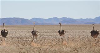 Ostrich: Life On The Run, A