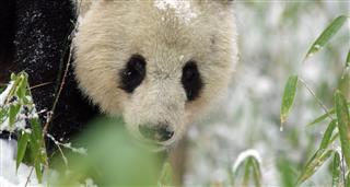 Rare Survivors: China‘s Iconic Wildlife