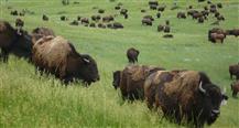 Return Of The Buffalo - Restoring The Great American Prairie