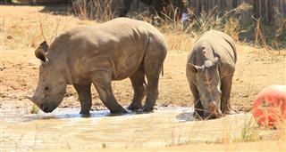Rhino Orphanage, The (NHU)