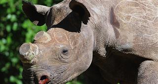Saving Rhino Phila