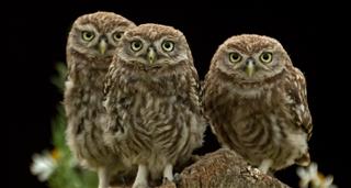 Secret Life Of Baby Owls, The