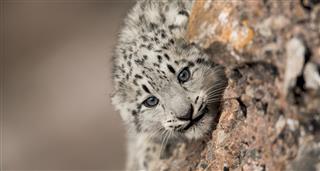Snow Leopards And Friends