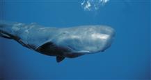 Sperm Whales: Titans Of The Deep