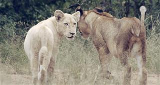 White Lions: Born Wild