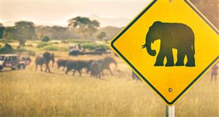 Wide Load: Elephants In Transit