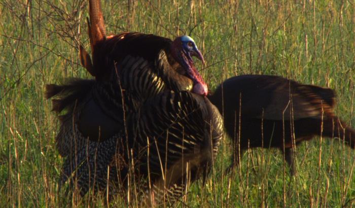 Animals of Thanksgiving