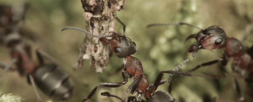 Attenborough's Ant Mountain