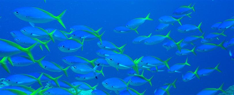 Barney's Barrier Reef