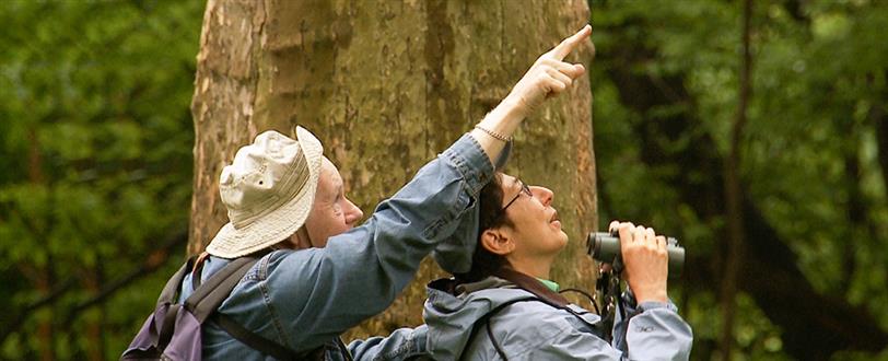 Birders: The Central Park Effect