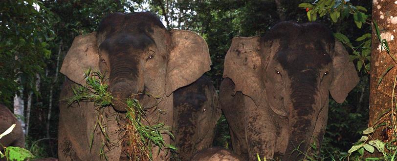 Borneo's Pygmy Elephants