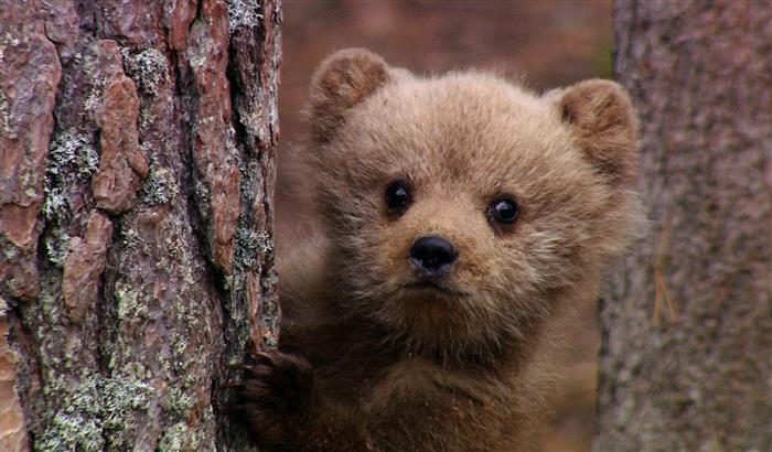 Brown Bears Teddy Bears Picnic