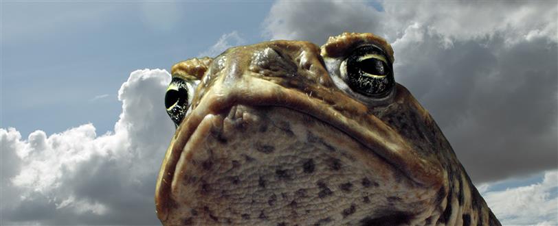 Cane Toads: The Conquest