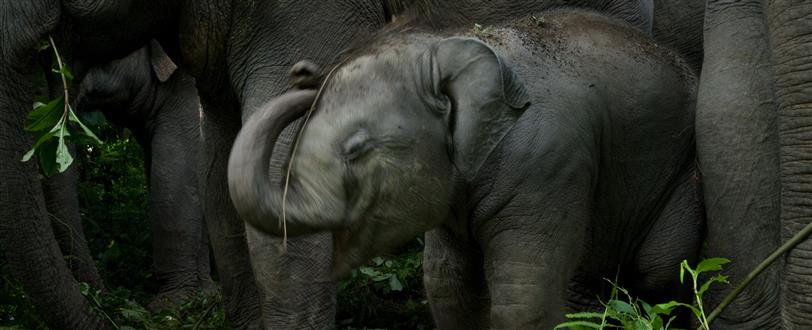 China's Last Elephants