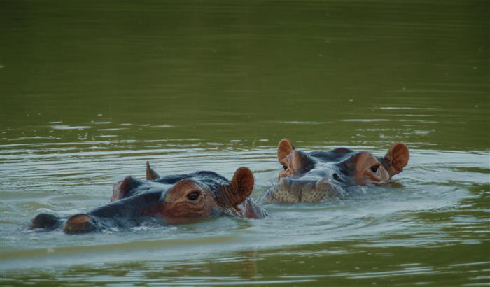 Cocaine Hippos