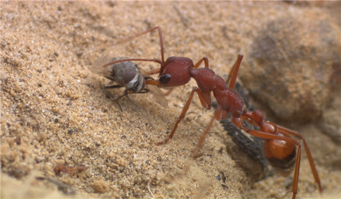 Creepy Crawlies - Army