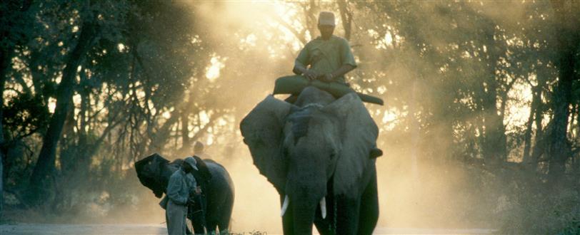 Elephant Orphans