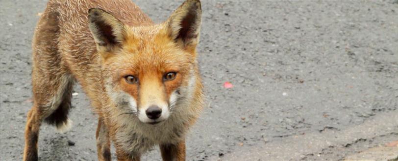 Fearless Mr Fox