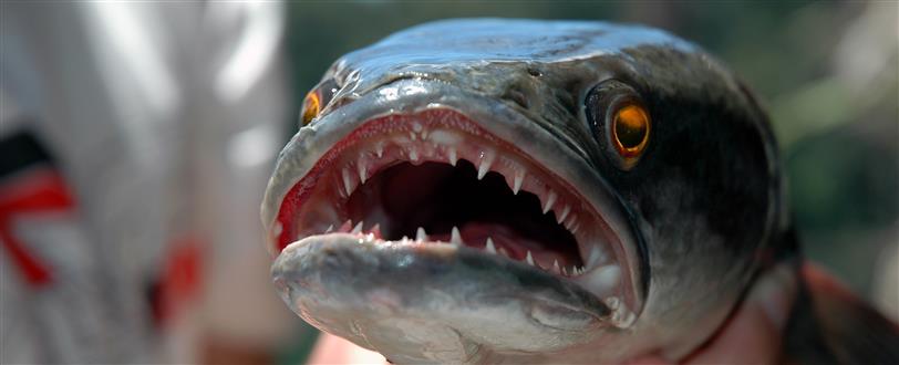 Fishzilla: Snakefish Invasion