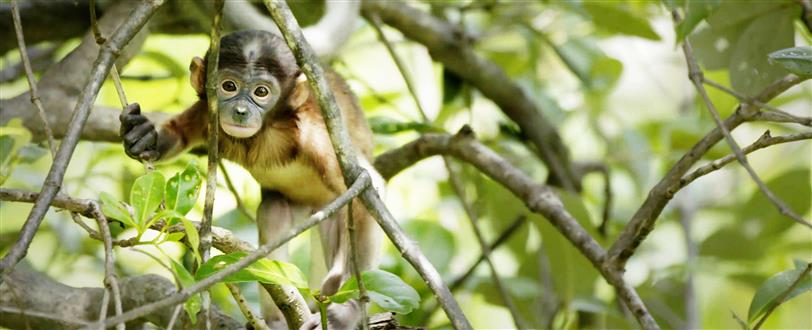 Forgotten Forests Of Malaysia, The