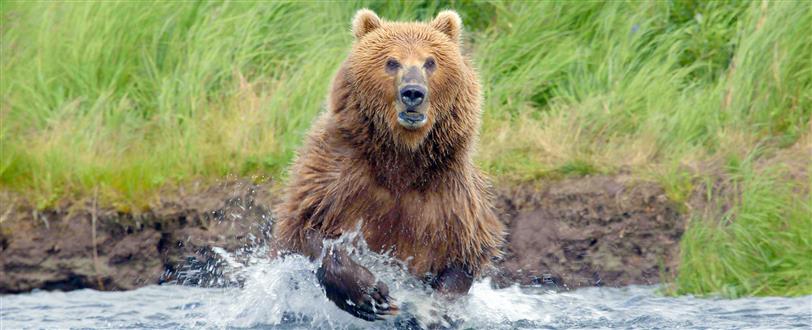 Giant Bears of Alaska, The