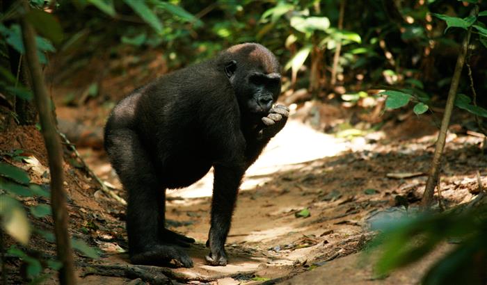 Gorillas - Rumble in the Jungle