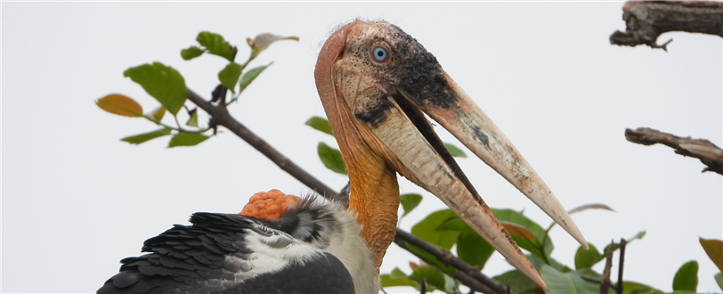 Stork Army: Women Fighting for the Hargila, The