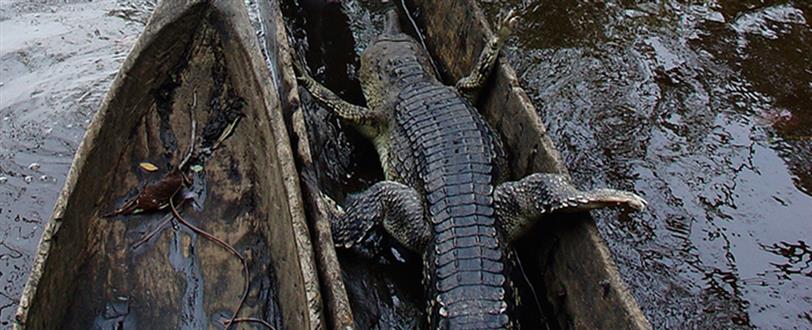 How To Catch A Crocodile