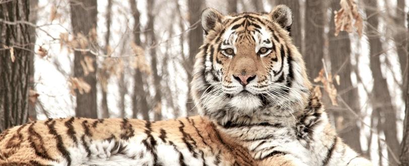 Hunt For The Russian Tiger