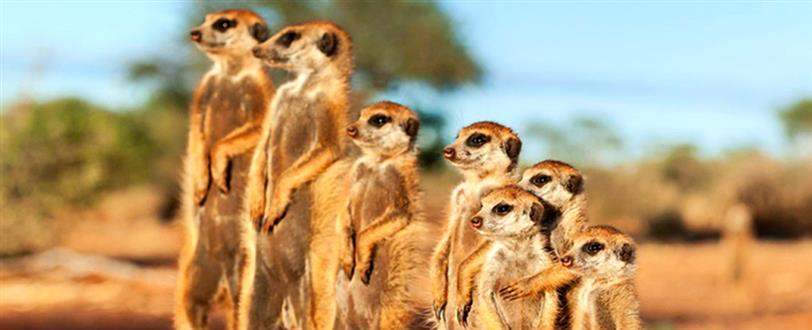 Kalahari Meerkats (Series 2)
