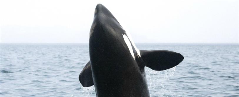 Killer Whales: Fins Of Change