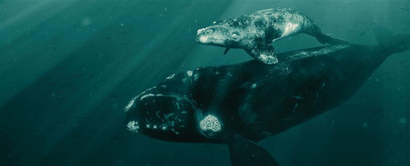 Last Of The Right Whales