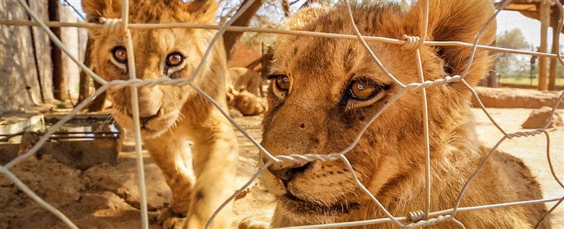 Lions, Bones & Bullets