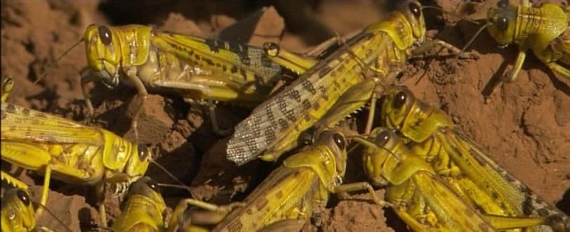 Locust Invasion