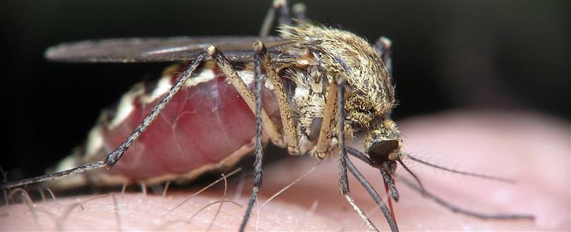 Malaria, The Serial Killer